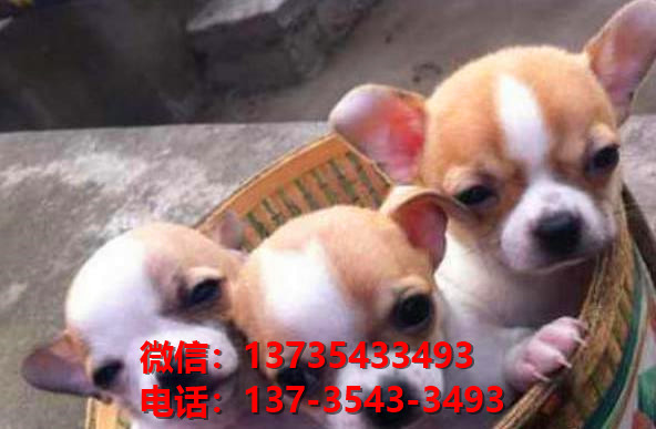 郑州宠物狗狗犬舍出售纯种吉娃娃犬幼犬正宗吉娃娃狗哪里有犬舍卖狗地方