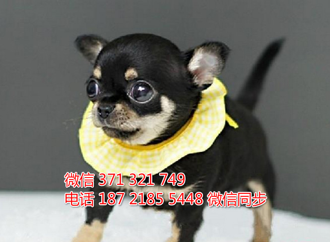 全国特惠吉娃娃纯种幼犬 支持上门 支持空运汽运 包健康强