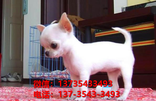 安徽附近哪里有宠物狗狗犬舍卖狗地方买狗纯种吉娃娃犬狗场在哪