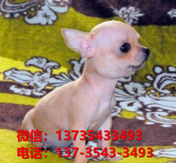 大连宠物狗狗犬舍出售纯种吉娃娃犬幼犬正宗吉娃娃狗哪里有犬舍卖狗地方