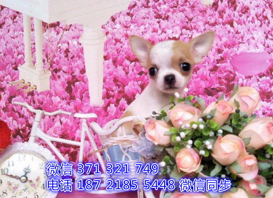 犬舍直销，哪里有宠物吉娃娃犬，精品小型中型大型犬狗狗嚎