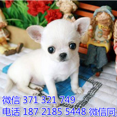 吉娃娃出售 宠物狗狗  宠物市场 狗狗图片 买卖狗狗采