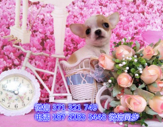 犬舍直销，哪里有宠物吉娃娃犬，精品小型中型大型犬狗狗嚎