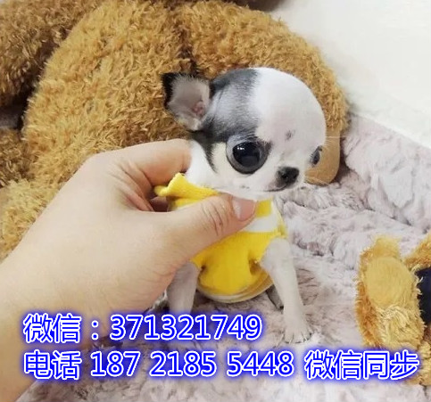 宠物市场 哪里有宠物吉娃娃犬，精品小型中型大