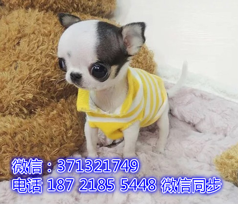 宠物市场 哪里有宠物吉娃娃犬，精品小型中型大型犬狗狗灿