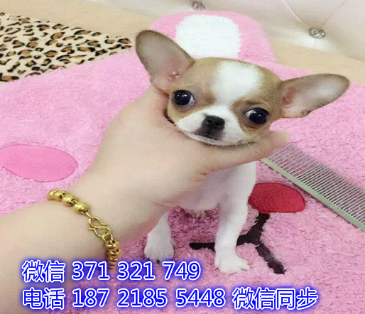 犬舍直销，哪里有宠物吉娃娃犬，精品小型中型大型