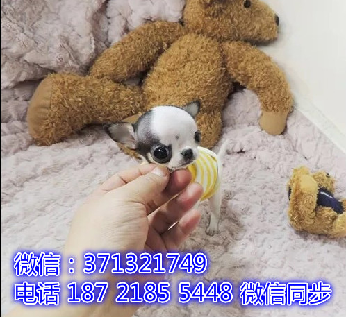 宠物市场 哪里有宠物吉娃娃犬，精品小型中型大型犬狗狗医