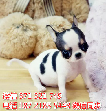 犬舍吉娃娃纯种幼犬出售 茶杯犬吉娃娃舍狗场宠物狗拔