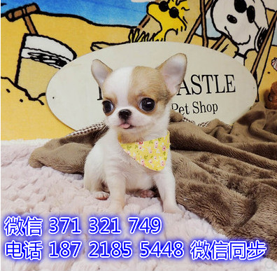 吉娃娃宠物买卖 宠物市场 宠物狗狗图片宠物网劳