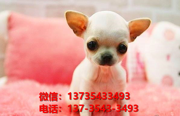 郑州犬舍出售纯种吉娃娃犬活体宠物狗狗领养卖狗买狗狗市场在哪