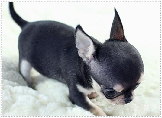 广州吉娃娃犬 正规狗场 售后保健康纯种 可送货上门