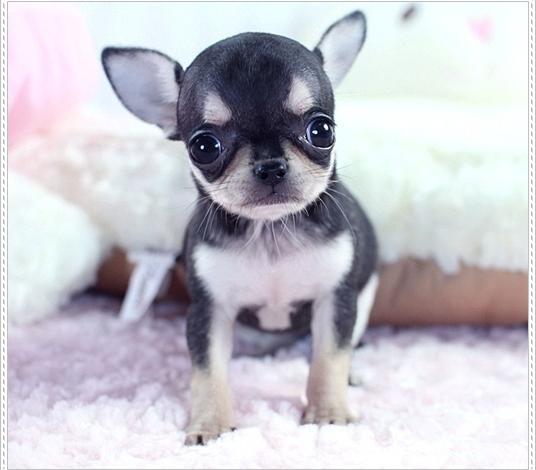 广州吉娃娃犬 正规狗场 售后保健康纯种 可送货上门