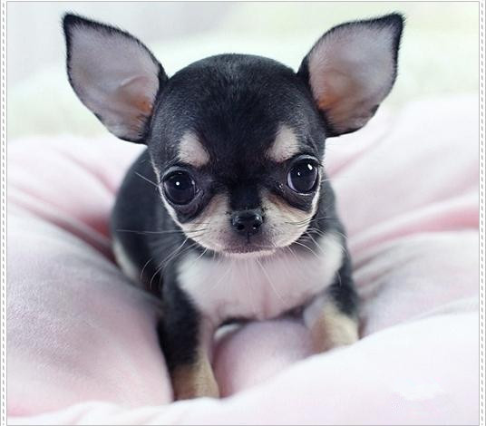 广州吉娃娃犬 正规狗场 售后保健康纯种 可送货上门