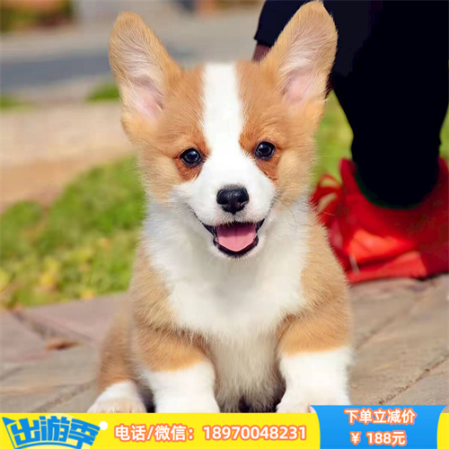 苏州本地养殖纯种吉娃娃出售 吉娃娃幼犬