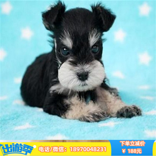 杭州本地养殖纯种吉娃娃出售 吉娃娃幼犬