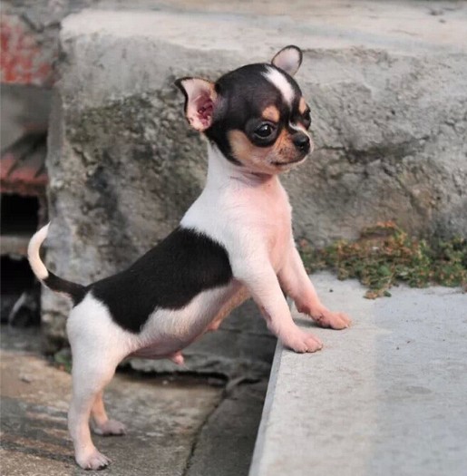 东莞吉娃娃犬一只多少钱 东莞哪里买吉娃娃犬有保障