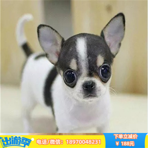 宁波本地养殖纯种吉娃娃出售 吉娃娃幼犬