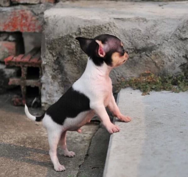 广州纯种吉娃娃幼犬价格 实体养殖场多个热门品种出售