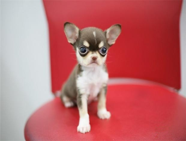 广州买狗 广州哪里有买狗靠谱 吉娃娃犬一只多少钱