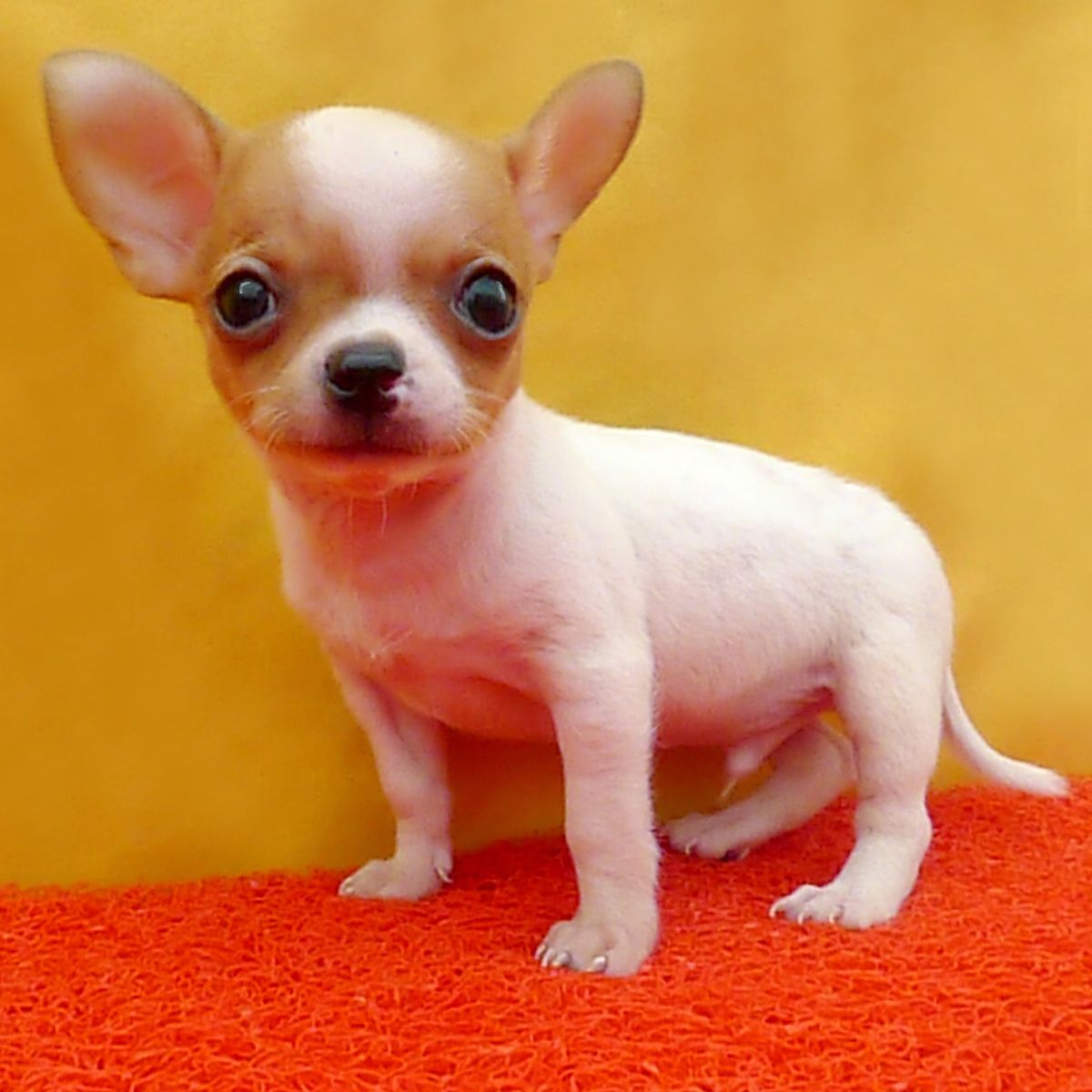 广州纯种吉娃娃幼犬价格 实体养殖场多个热门品种出售