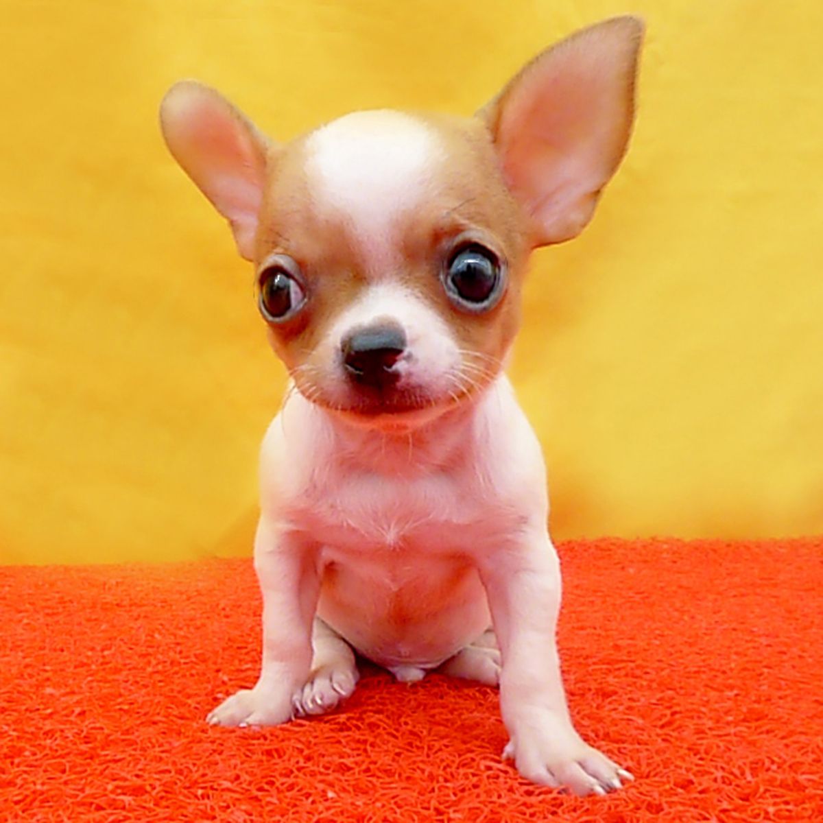 广州纯种吉娃娃幼犬价格 实体养殖场多个热门品种出售