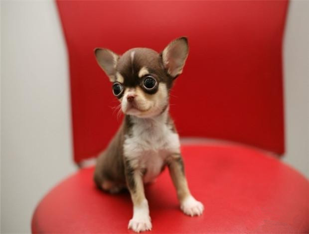 广州买狗 广州哪里有买狗靠谱 吉娃娃犬一只多少钱