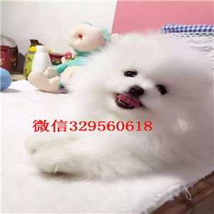 晋城出售哈多利球体博美博美图片包纯种健康