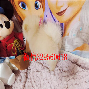 杭州出售小体博美长不大的茶杯犬包纯种健康