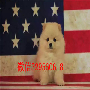 九江哪里能买到博美幼犬博美价格多少钱包纯种