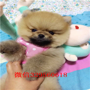 福州哪里能买到哈多利球体博美长不大的茶杯犬