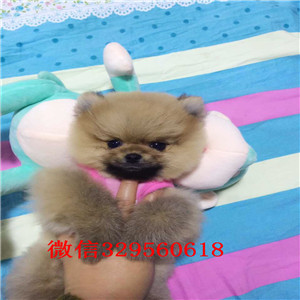 长治哪里能买到哈多利球体博美博美多少钱一只