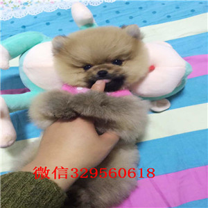 湖州出售博美俊介犬博美价格高品质博美