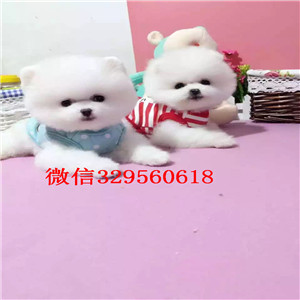 东丽哪里有卖博美俊介犬博美多少钱一只高品质