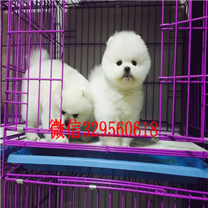 岳阳哪里能买到博美俊介犬博美多少钱一只高品质博美