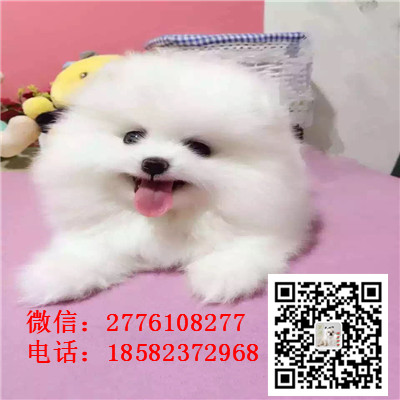 漯河哪里有卖俊介犬 茶杯长不大俊介 网红俊介 俊介图片繁殖 纯种健康价格