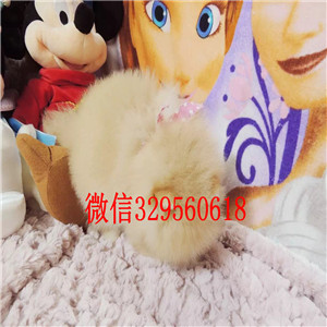 杭州出售小体博美长不大的茶杯犬包纯种健康