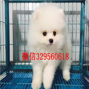 杭州哪里能买到白色博美博美价格包纯种健康