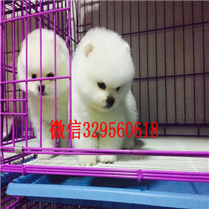 枣庄哪里有卖小体博美博美价格多少钱高品质博