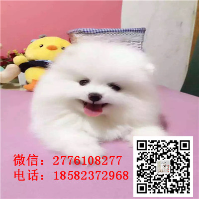 漯河哪里有卖俊介犬 茶杯长不大俊介 网红俊介 俊介图片繁殖 纯种健康价格