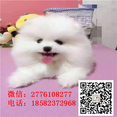 漯河哪里有卖俊介犬 茶杯长不大俊介 网红俊介 俊介图片繁殖 纯种健康价格