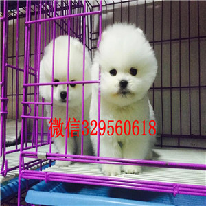 湘潭出售纯种博美博美图片高品质博美