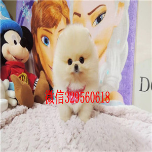 杭州出售小体博美长不大的茶杯犬包纯种健康