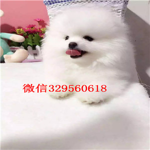 晋城出售哈多利球体博美博美图片包纯种健康