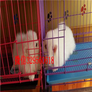 黑河哪里能买到聪明可爱的博美博美价格包纯种健康