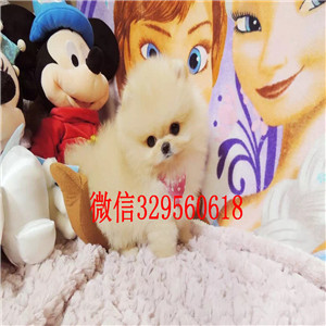 铁岭哪里有卖博美幼犬长不大的茶杯犬高品质博美