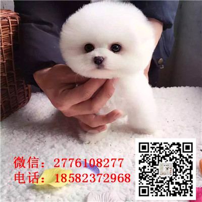 巴音郭楞哪里有卖俊介犬 茶杯长不大俊介 网红