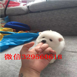 牡丹江出售博美幼犬双血统博美高品质博美