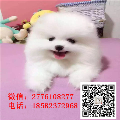 漯河哪里有卖俊介犬 茶杯长不大俊介 网红俊介 俊介图片繁殖 纯种健康价格