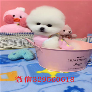   湖北荆州哪里有俊介犬出售 俊介幼犬一般多