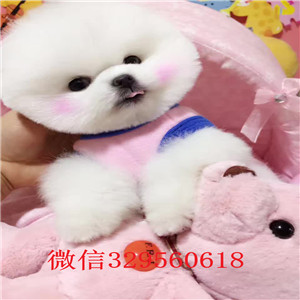 湘潭哪里有卖俊介犬 纯种俊介多少钱 小体俊介